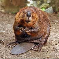 Beaver skins were the equivalent of gold and silver. 