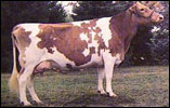 Vacca is Latin name for cow.
